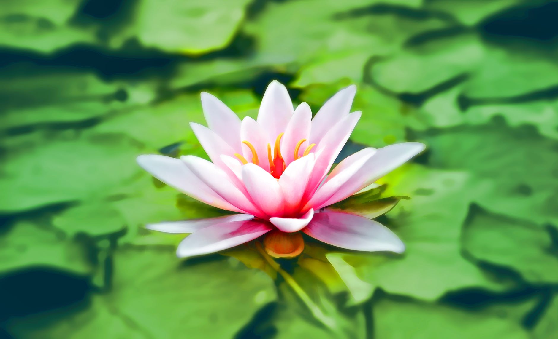 aquatic bloom blooming blossom