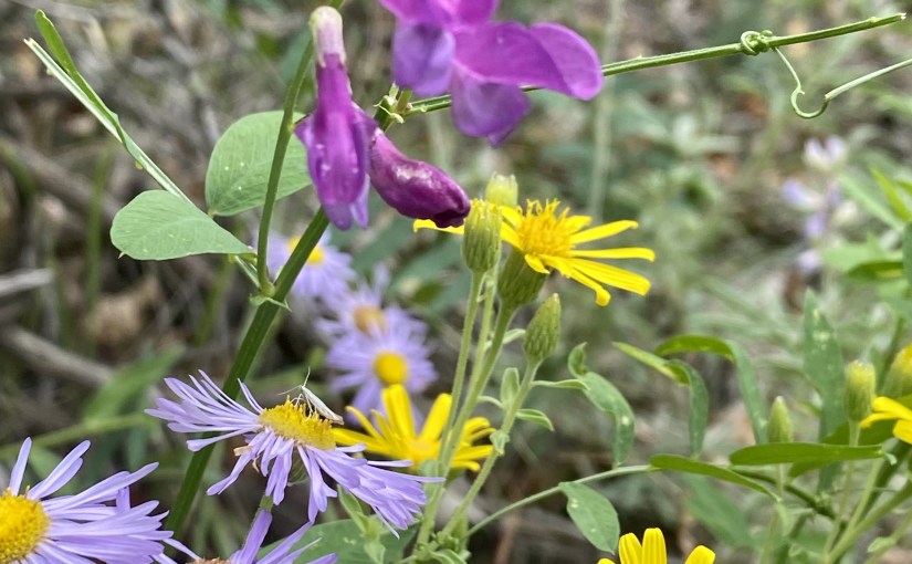 Meditating with Mother&nbsp;Nature: