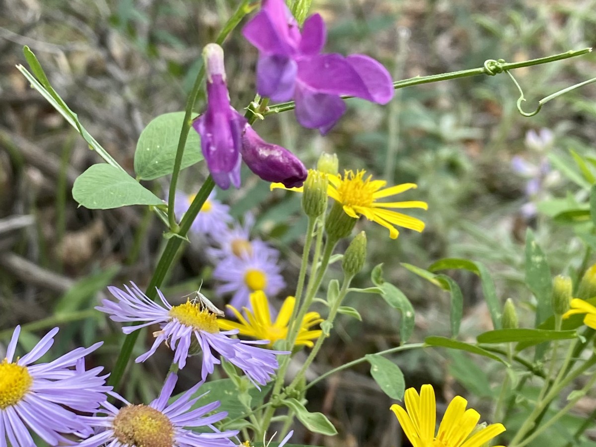 Connecting to the Cycles of the Seasons through&nbsp;Meditation