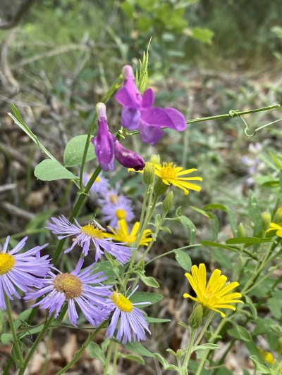 Connecting to the Cycles of the Seasons through&nbsp;Meditation