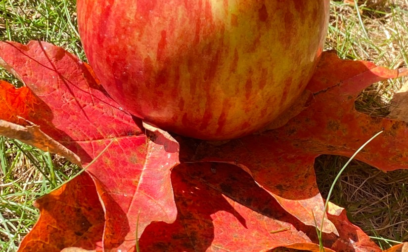 The Impermanence of&nbsp;Life: